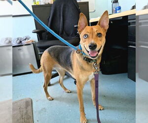 German Shepherd Dog-Unknown Mix Dogs for adoption in Long Beach, CA, USA