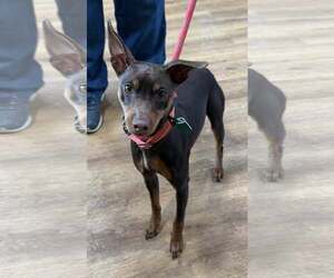 Miniature Pinscher-Unknown Mix Dogs for adoption in Clarkston, MI, USA