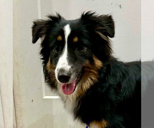 Australian Shepherd-Unknown Mix Dogs for adoption in Canton, CT, USA