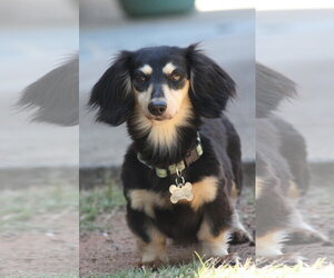Dachshund Dogs for adoption in Fruitland, SC, USA