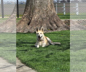 Medium Photo #2 Mutt Puppy For Sale in Germantown, OH, USA