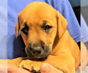 Labrador Retriever Dogs for adoption in Newport, KY, USA