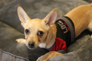 Chi-Corgi Dogs for adoption in Phoenix , AZ, USA