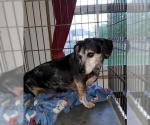 Dachshund Dogs for adoption in Mount Vernon, AR, USA