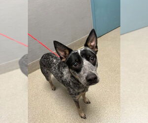 Mutt Dogs for adoption in Las Vegas, NV, USA