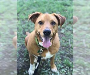 Carolina Dog Dogs for adoption in Freeport, FL, USA