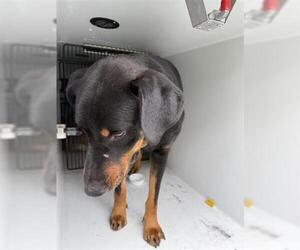 Doberman Pinscher-Unknown Mix Dogs for adoption in Houston, TX, USA