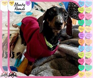 Dachshund Dogs for adoption in San Antonio, TX, USA