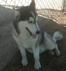Siberian Husky Dogs for adoption in Mission Viejo, CA, USA
