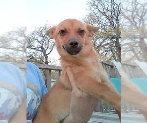 Chiweenie Dogs for adoption in Arlington, TX, USA
