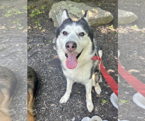 Medium Photo #3 Siberian Husky-Unknown Mix Puppy For Sale in Rockaway, NJ, USA