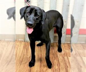 Labrador Retriever Dogs for adoption in Newcastle, OK, USA