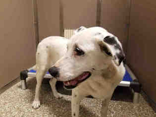 Dalmatian Dogs for adoption in Clyde, NC, USA