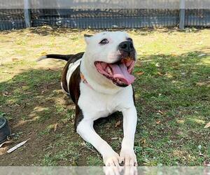 Staffordshire Bull Terrier Dogs for adoption in Orange, CA, USA