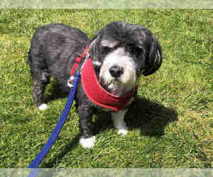 Tibetan Terrier Dogs for adoption in San Clemente, CA, USA