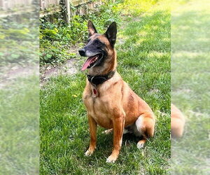 Mutt Dogs for adoption in Imlay City, MI, USA