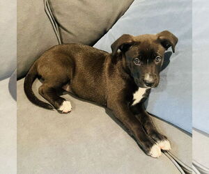 Mutt Dogs for adoption in Germantown, OH, USA