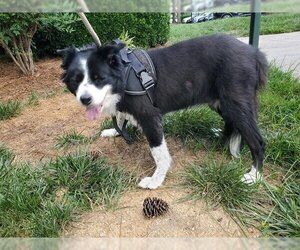 Border Collie Dogs for adoption in Charlotte, NC, USA