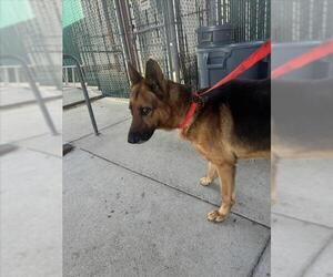German Shepherd Dog Dogs for adoption in Texas City, TX, USA