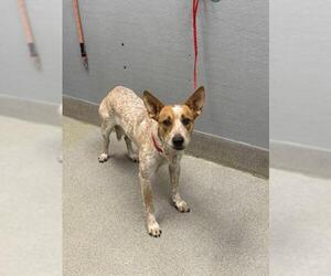 Mutt Dogs for adoption in Las Vegas, NV, USA