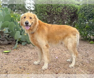Golden Retriever Dogs for adoption in PIPE CREEK, TX, USA