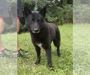 German Shepherd Dog-Unknown Mix Dogs for adoption in Wetumpka, AL, USA