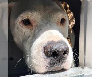 American Staffordshire Terrier-Unknown Mix Dogs for adoption in San Antonio, TX, USA