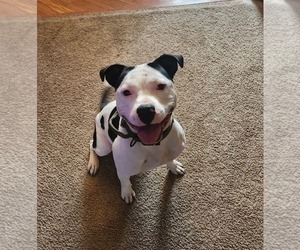 American Pit Bull Terrier-Unknown Mix Dogs for adoption in Hinckley, IL, USA