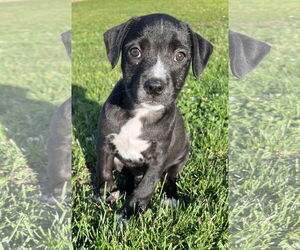 Labrador Retriever-Unknown Mix Dogs for adoption in Columbus, IN, USA