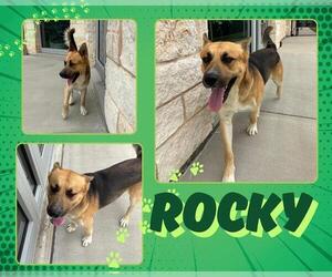 German Shepherd Dog-Unknown Mix Dogs for adoption in Pearland, TX, USA