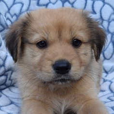 Medium Photo #1 Australian Shepherd-Unknown Mix Puppy For Sale in San Diego, CA, USA