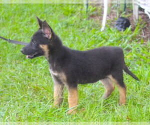 German Shepherd Dog Dogs for adoption in Holly Hill, SC, USA