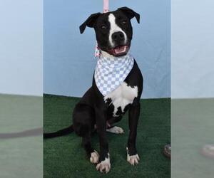 American Pit Bull Terrier Dogs for adoption in Bakersfield, CA, USA