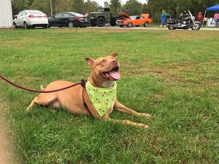 Small American Pit Bull Terrier Mix