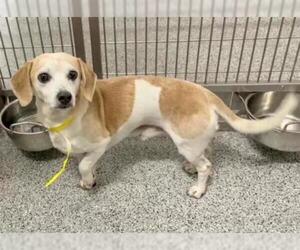 Beagle Dogs for adoption in Houston, TX, USA