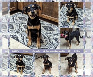 Rotterman Dogs for adoption in Mesa, AZ, USA