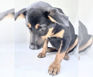 Shepweiller Dogs for adoption in Houston, TX, USA