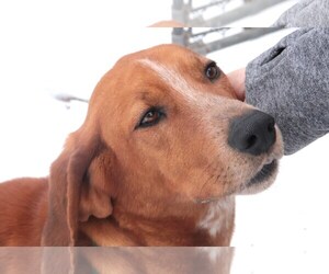 Redbone Coonhound-Unknown Mix Dogs for adoption in Siren, WI, USA