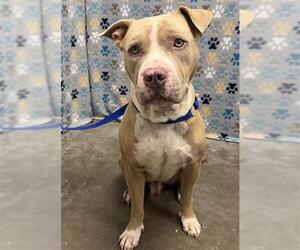 American Staffordshire Terrier-Mastiff Mix Dogs for adoption in Rosenberg, TX, USA