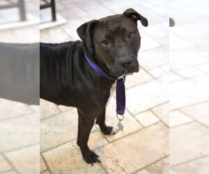 American Pit Bull Terrier-Unknown Mix Dogs for adoption in Germanton, TN, USA