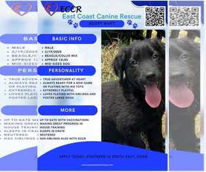 Beagle-Collie Mix Dogs for adoption in pomfret, CT, USA