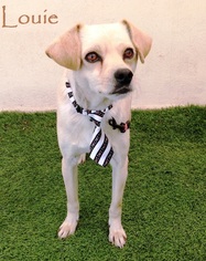 Medium Photo #1 Chiweenie Puppy For Sale in San Diego, CA, USA