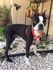 Boston Terrier Dogs for adoption in Davie, FL, USA