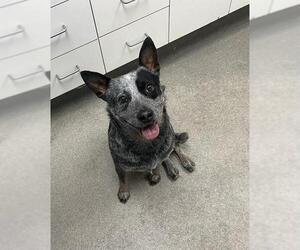 Mutt Dogs for adoption in HESPERIA, CA, USA