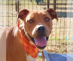 Mutt Dogs for adoption in San Antonio, TX, USA