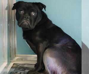 Pug-Unknown Mix Dogs for adoption in San Antonio, TX, USA