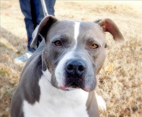 American Staffordshire Terrier-Unknown Mix Dogs for adoption in Portsmouth, VA, USA