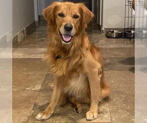 Golden Retriever Dogs for adoption in Tempe, AZ, USA