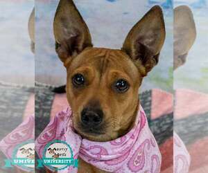 Jackshund Dogs for adoption in Kennesaw, GA, USA