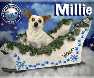 Chihuahua-Unknown Mix Dogs for adoption in Arcadia, FL, USA